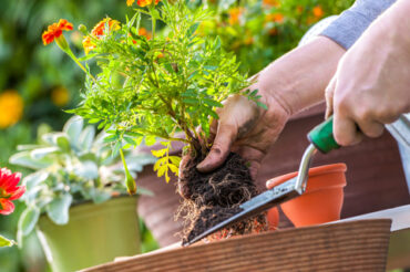 Garden Maintenance