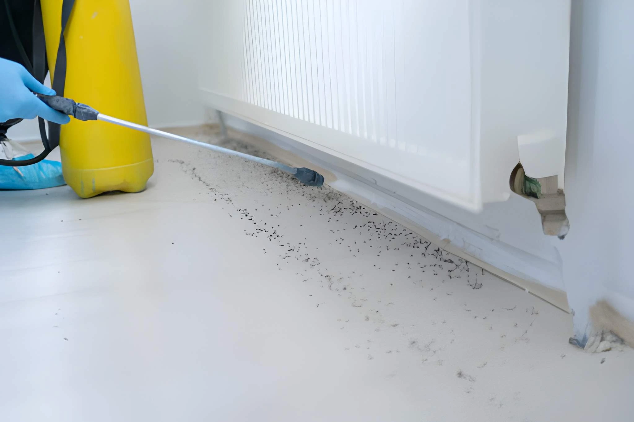 Pest Control and Cleaning